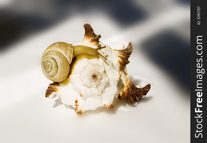 A snail creeps on the cockleshell of marine shellfish. A snail creeps on the cockleshell of marine shellfish