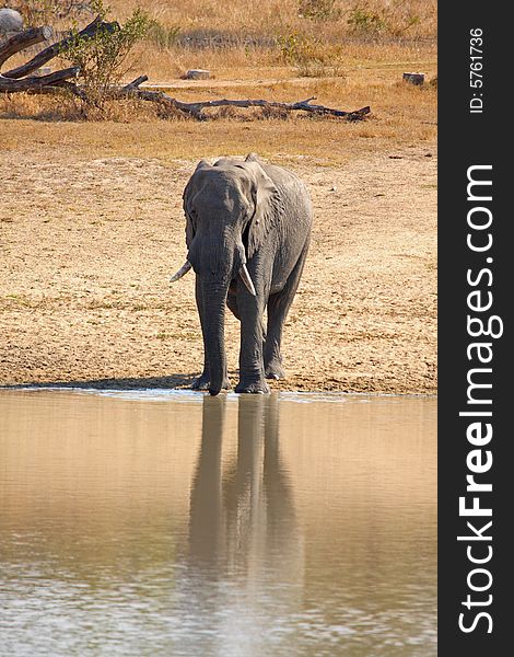 Elephant in the Sabi Sand Reserve. Elephant in the Sabi Sand Reserve