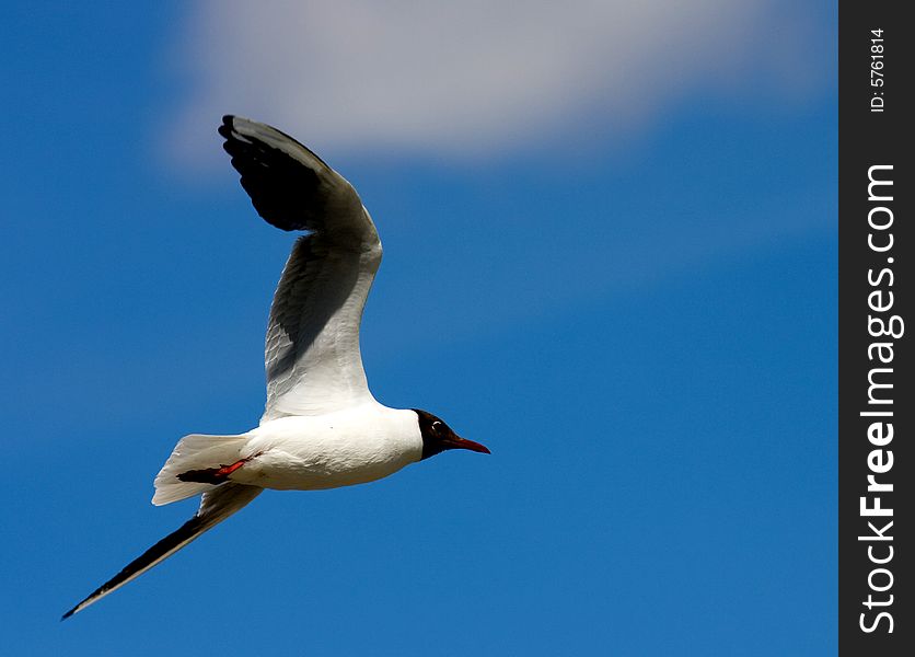 A black headed gull hovering , took this with the canon 40d and 70-200mm