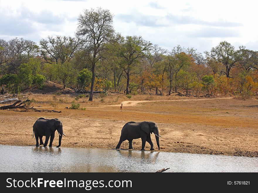 Elephant in the Sabi Sand Reserve. Elephant in the Sabi Sand Reserve