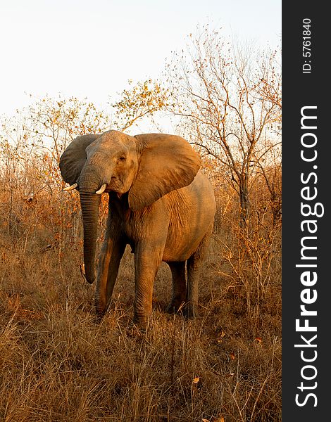 Elephant in the Sabi Sand Reserve. Elephant in the Sabi Sand Reserve