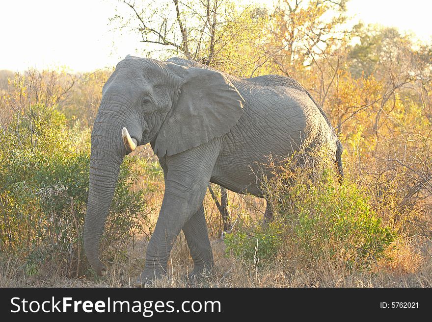 Elephant in Sabi Sands