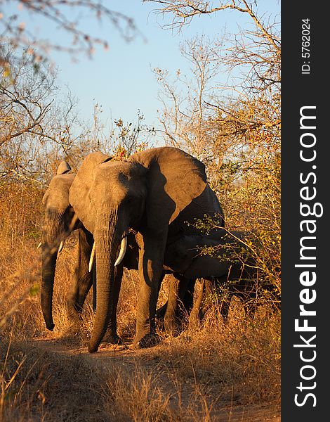 Elephant in the Sabi Sand Reserve. Elephant in the Sabi Sand Reserve