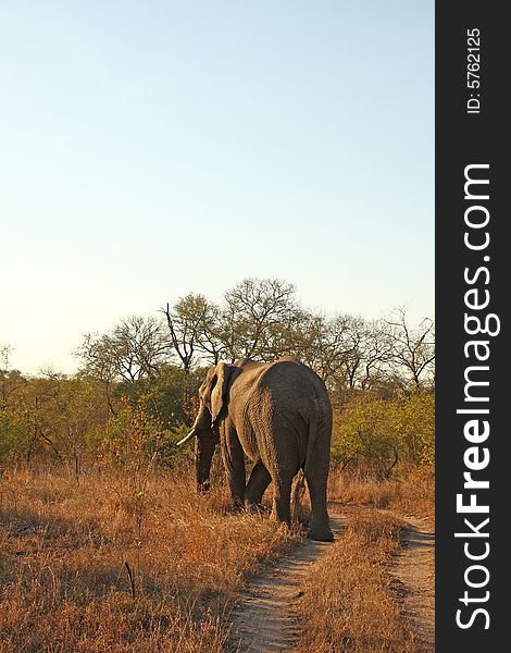 Elephant in Sabi Sands