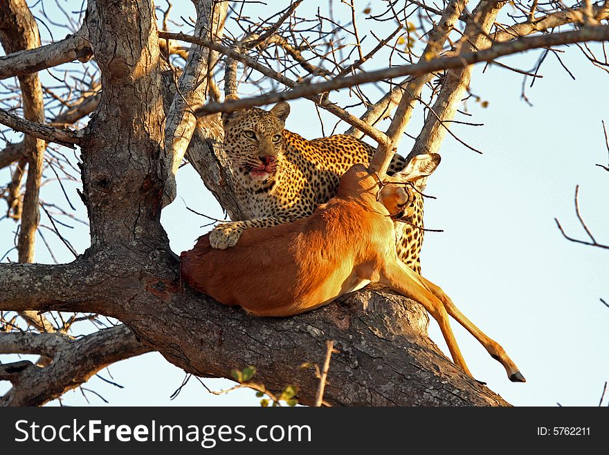 Leopard in a tree with kill in Sabi Sands Reserve