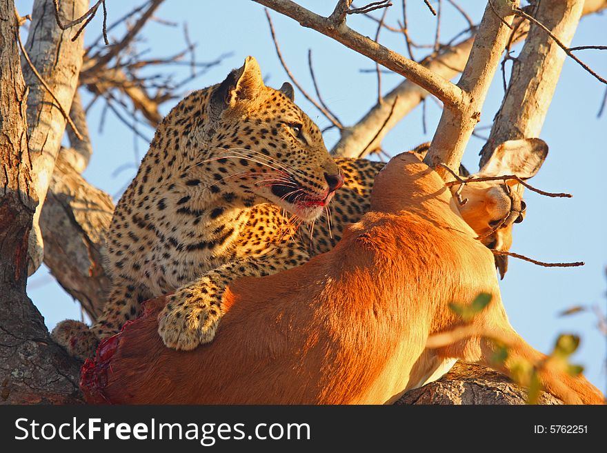 Leopard in a tree with kill in Sabi Sands Reserve