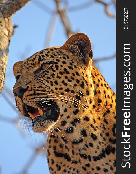 Leopard in a tree in the Sabi Sands Reserve