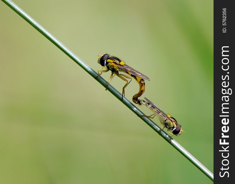 Two insects making love on a grass. Two insects making love on a grass