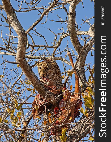Leopard in a tree with kill