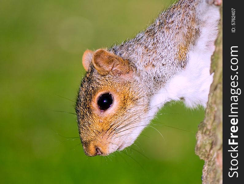 The portrait of squirrel sticking to to the bark of tree downward by a head. The portrait of squirrel sticking to to the bark of tree downward by a head