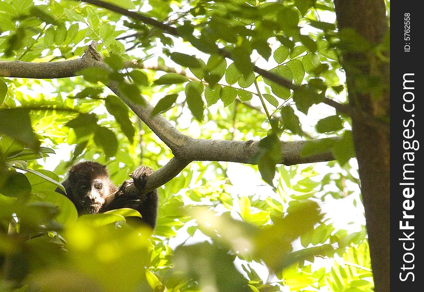A howler monkey in Costa Rica looking at fresh leaves. A howler monkey in Costa Rica looking at fresh leaves