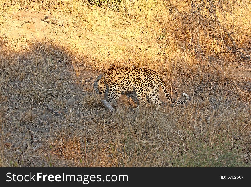 Leopard in the Sabi Sands