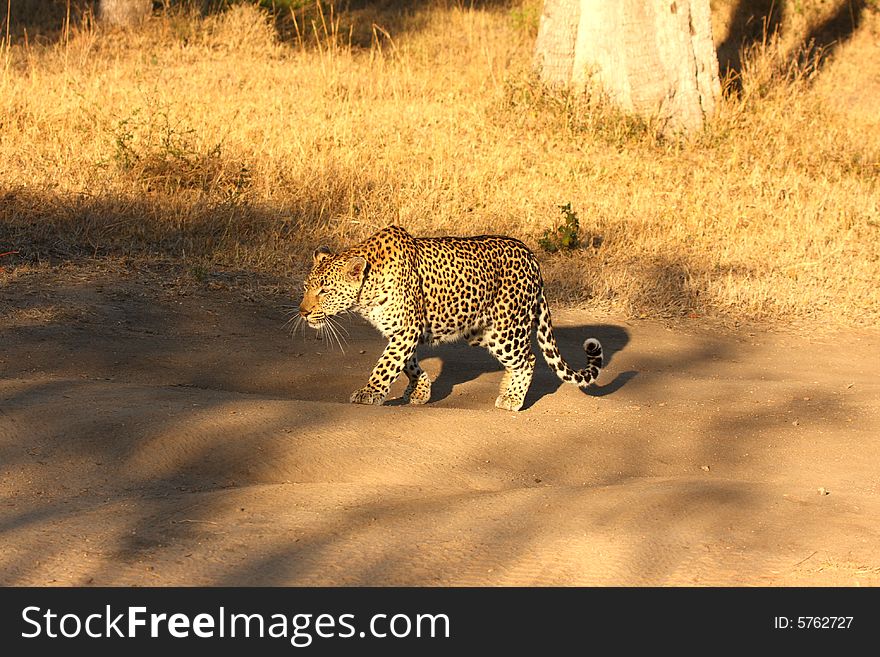 Leopard In The Sabi Sands