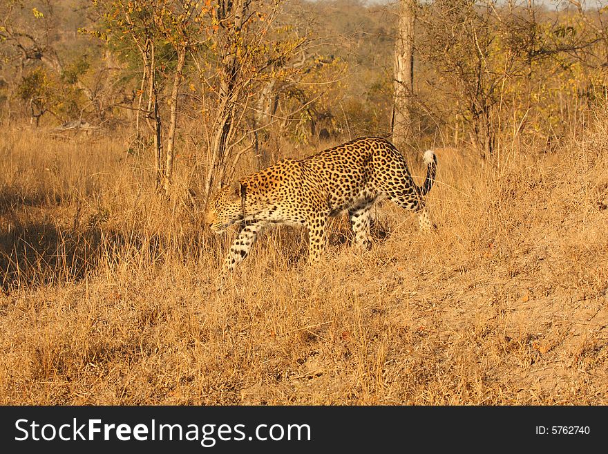 Leopard In The Sabi Sands