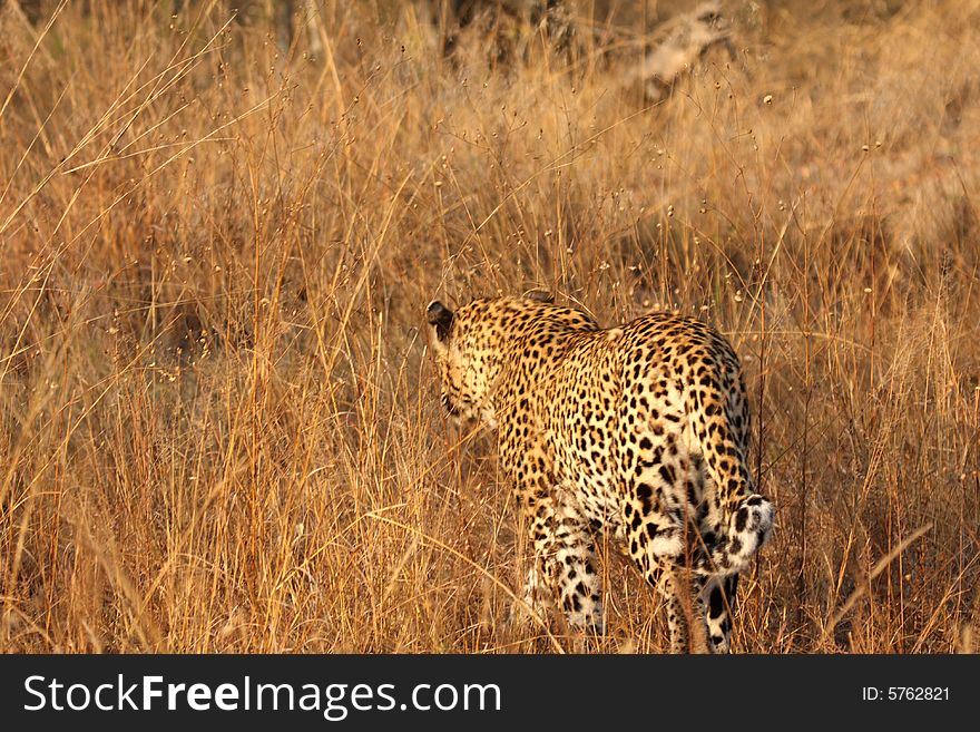 Leopard In The Sabi Sands