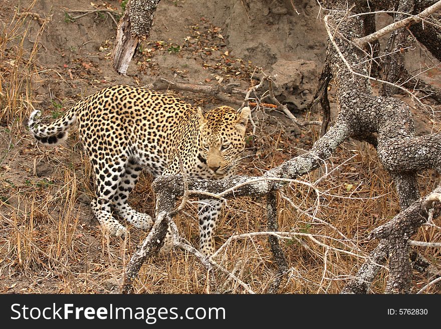 Leopard in a tree in the Sabi Sands Reserve. Leopard in a tree in the Sabi Sands Reserve