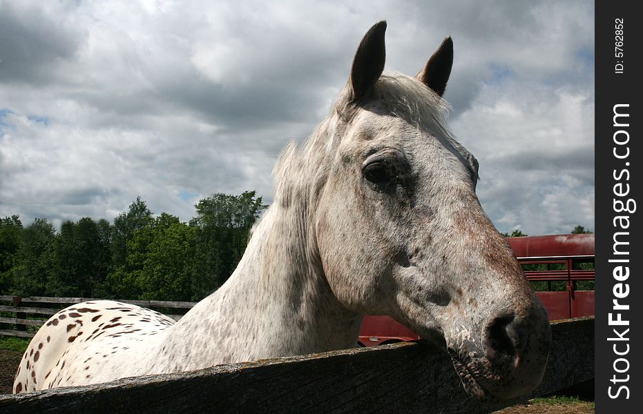 Speckled white palomino looking over a fence with a cloudy sky