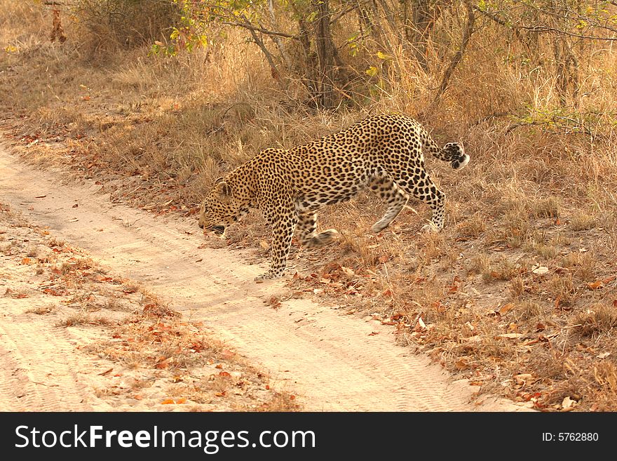 Leopard In The Sabi Sands