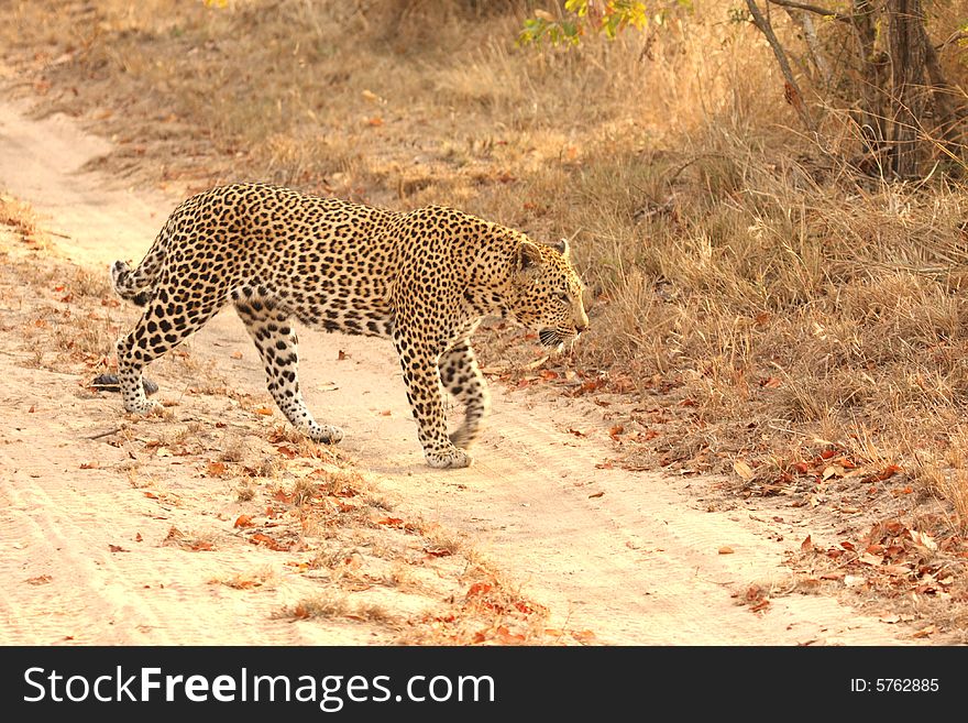 Leopard in the Sabi Sands