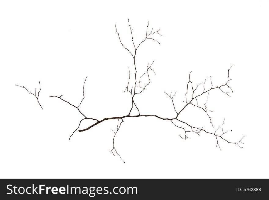 Small tree without leaves on snow background