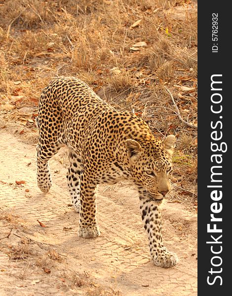 Leopard In The Sabi Sands