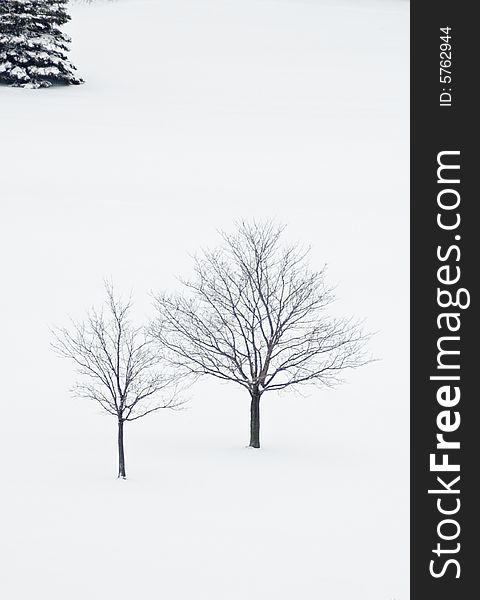 Two maple trees in winter on snow background