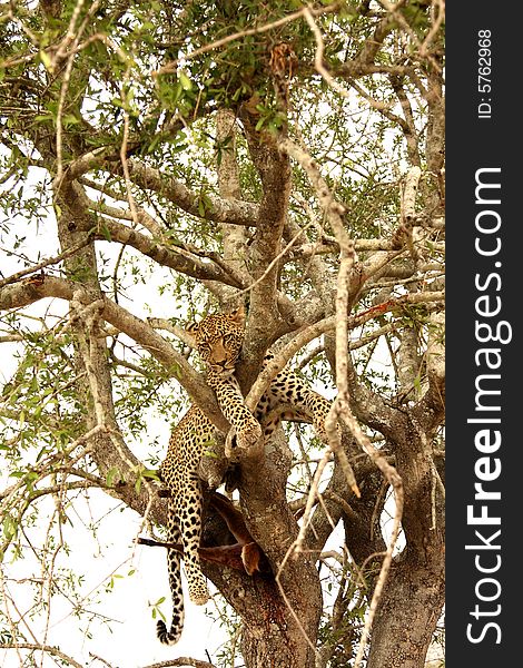 Leopard in a tree with kill in Sabi Sands Reserve