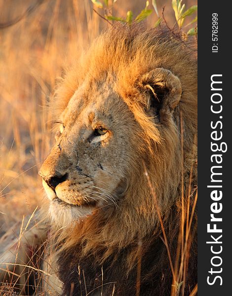 Lion in Sabi Sands Reserve, South Africa