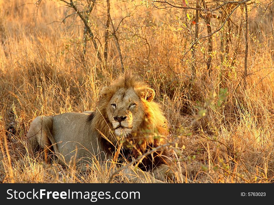 Lion in Sabi Sands Reserve, South Africa