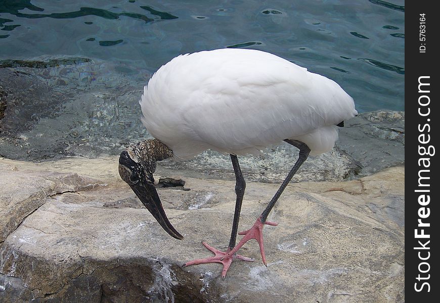 \A beautiful white bird preening his feathers in Florida