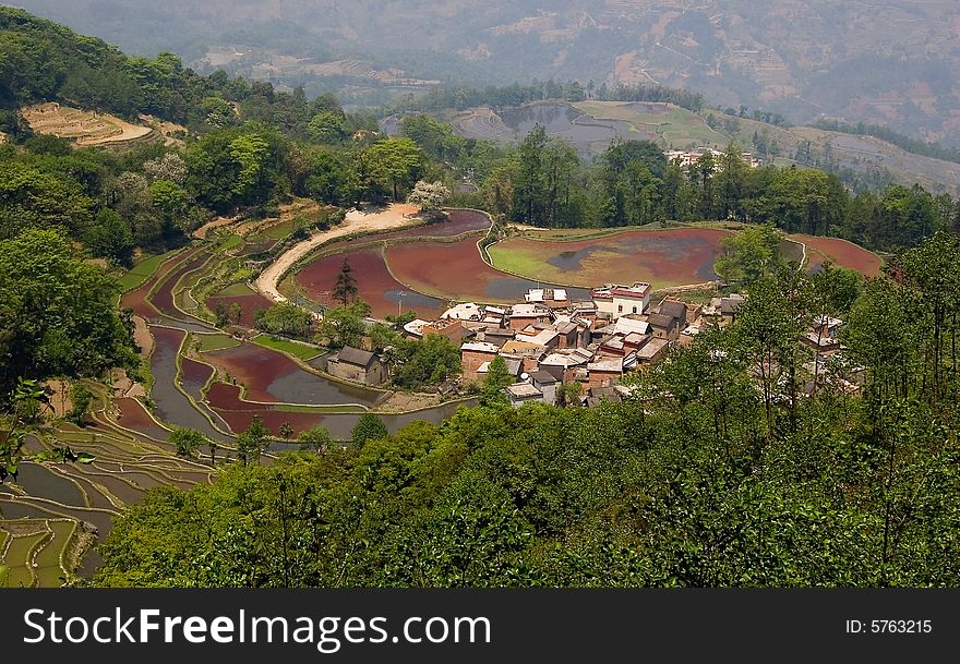 Terraced Field With Red Algae