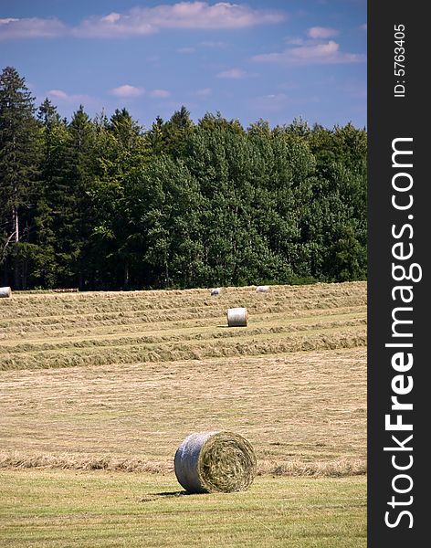 Wheat Field In The Summer In The Swiss Alps