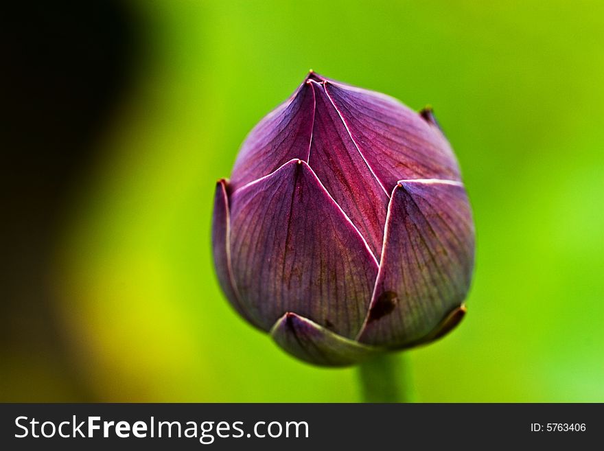 The lotus flowers in the morning after rain. The lotus flowers in the morning after rain