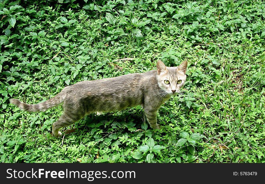 Wild cat in leaves