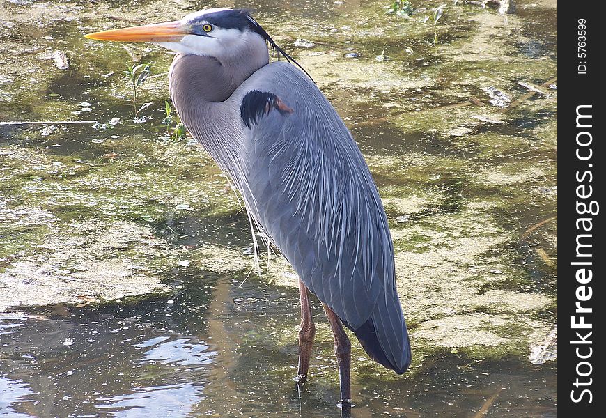 A beautiful Blue Heron along the waters edge in Florida