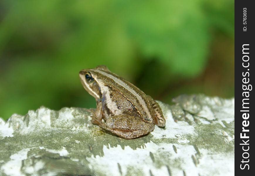 Small forest frog on stem birch. Small forest frog on stem birch