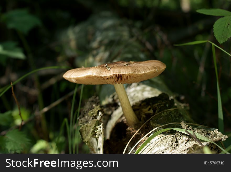 The mushroom in a forest