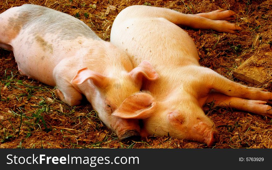 Pigs cuddled up together to take a nap. Pigs cuddled up together to take a nap.