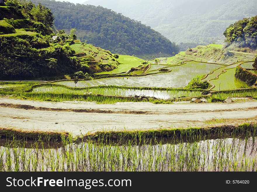 Newly planted rice seedlings in Banaue Rice Terraces. Newly planted rice seedlings in Banaue Rice Terraces