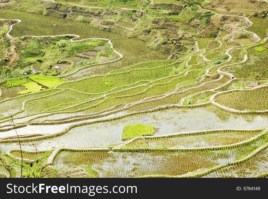Newly planted rice seedlings in Banaue Rice Terraces, Philippines