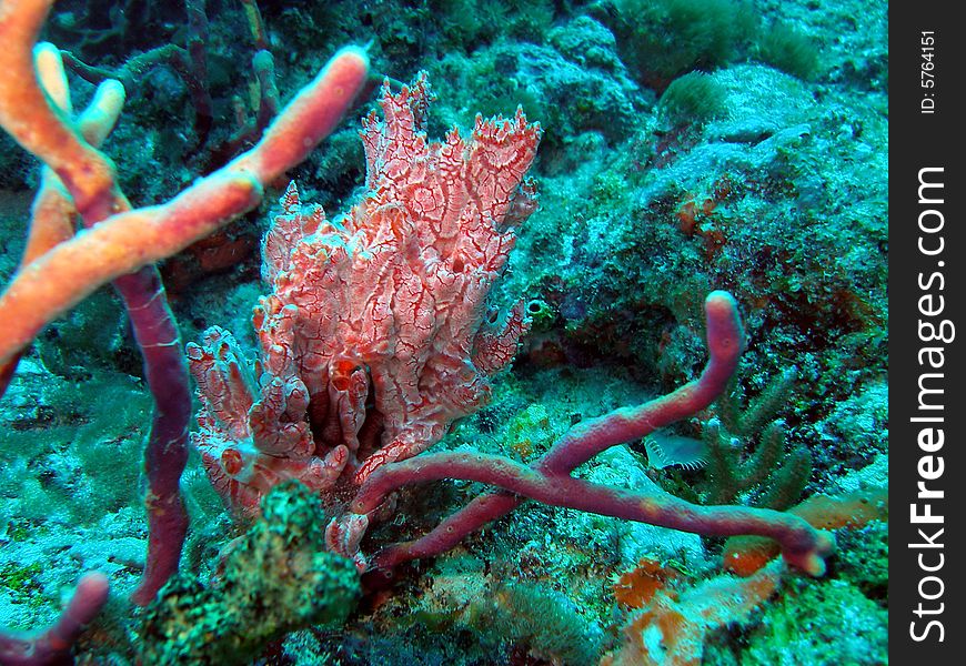 Coral in south Florida