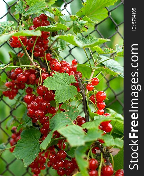 Berries of red currant close up. Berries of red currant close up