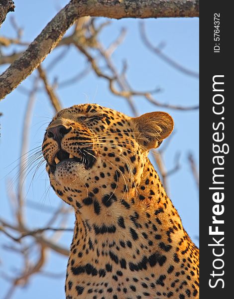 Leopard in a tree in the Sabi Sands Reserve