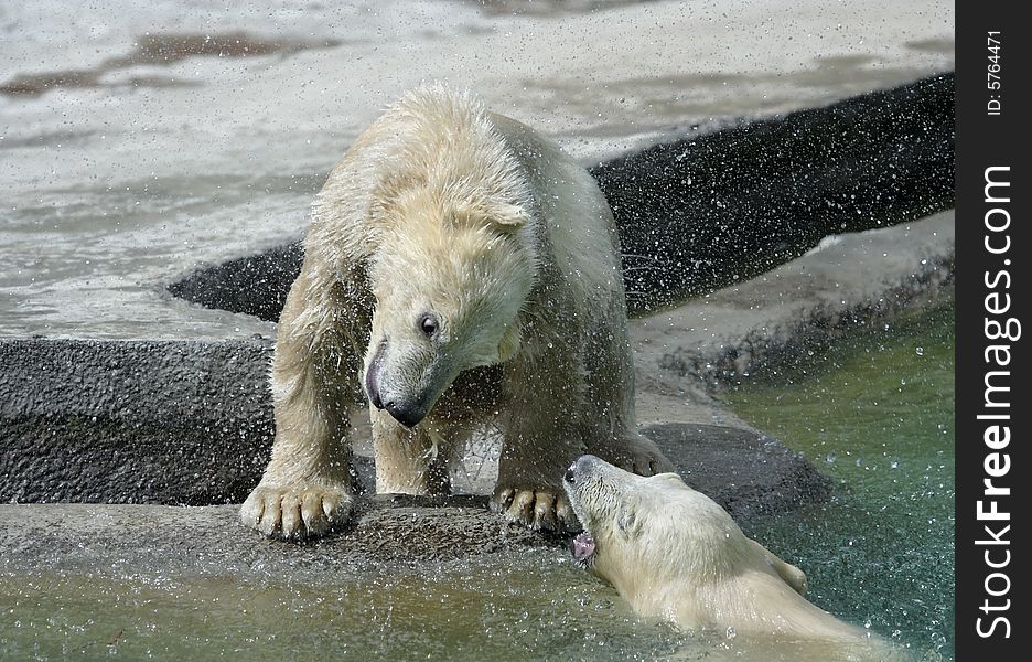 Great white north bear. Russian nature, wilderness world.