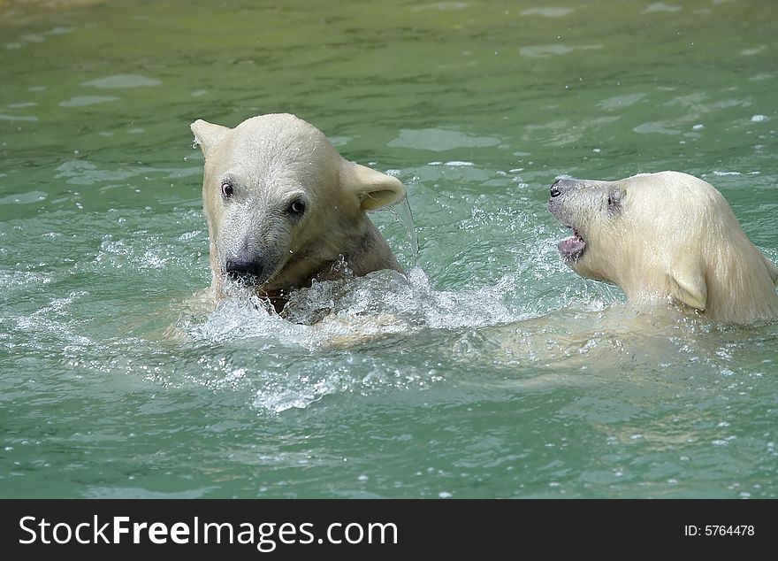 Great white north bear. Russian nature, wilderness world.