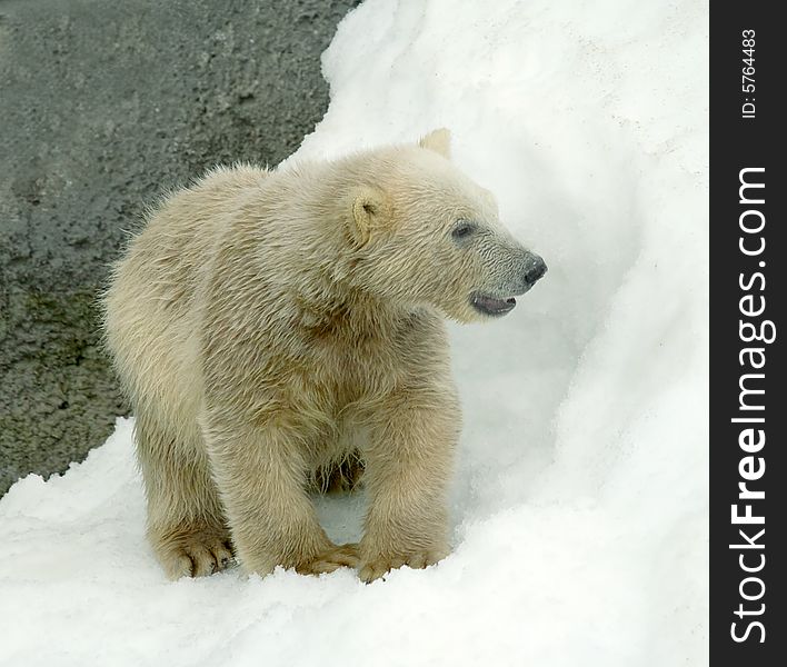 Great white north bear. Russian nature, wilderness world.