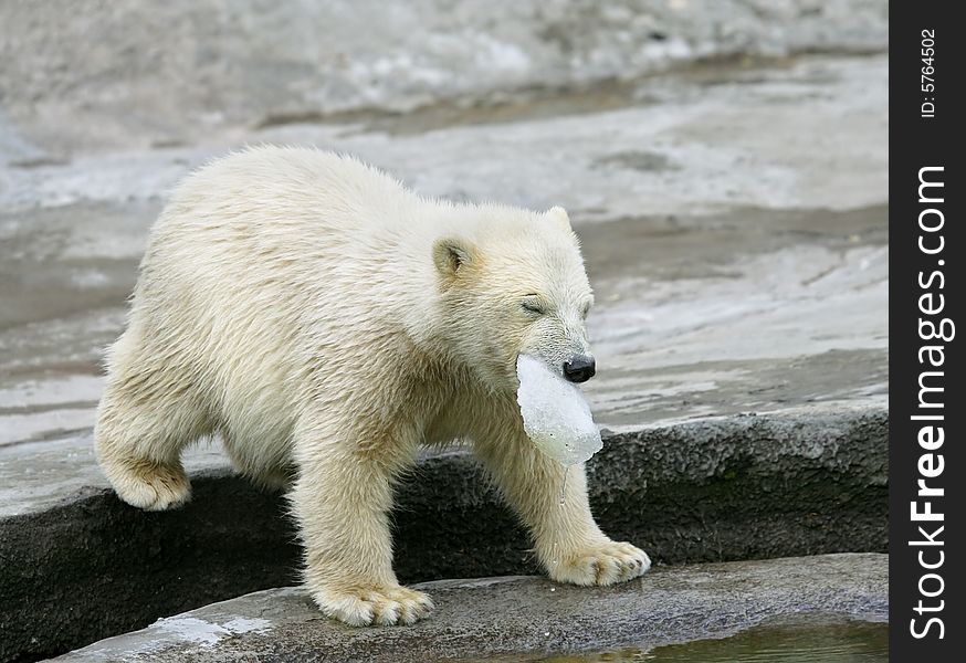 Great white north bear