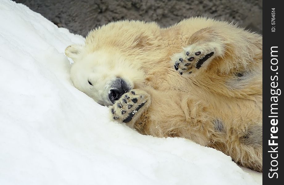 Great white north bear. Russian nature, wilderness world.