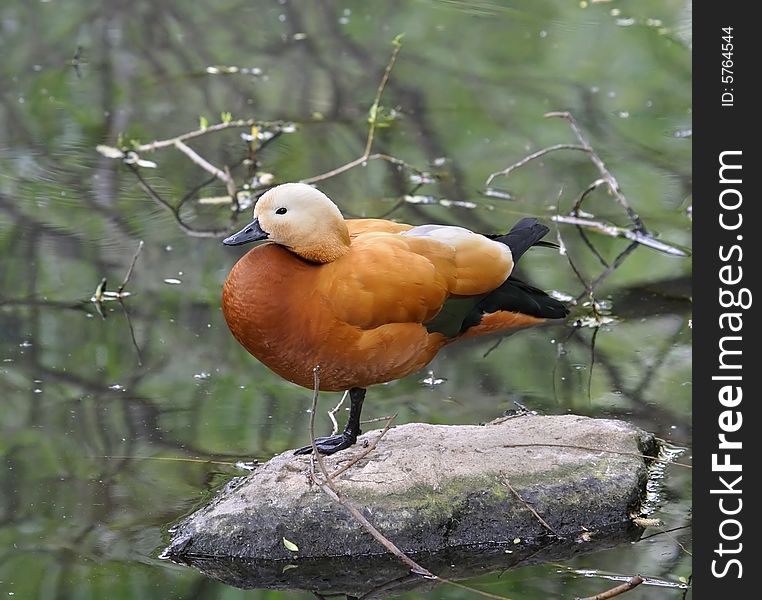 Red wild duck. Russian nature, wilderness world.