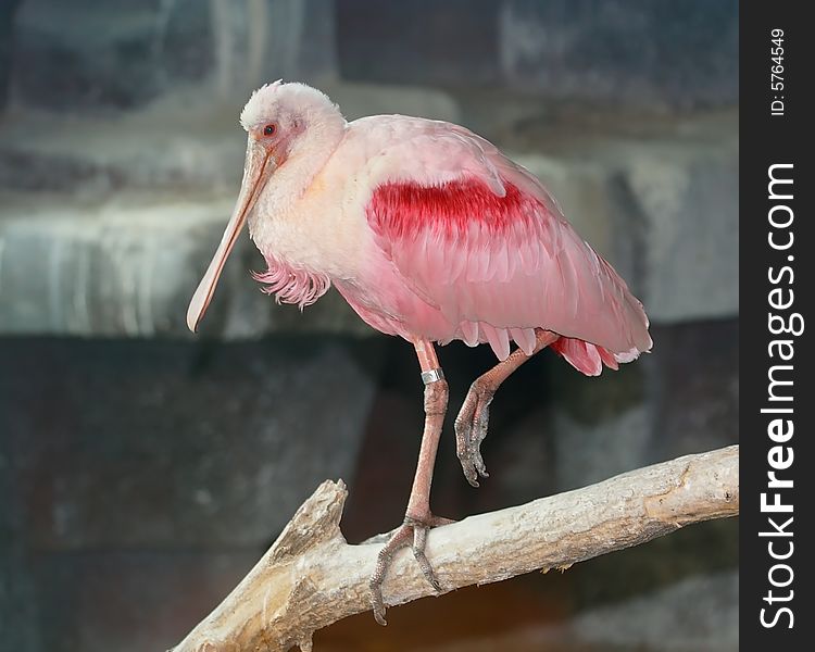 Red bird on the rock. Russian nature, wilderness world.